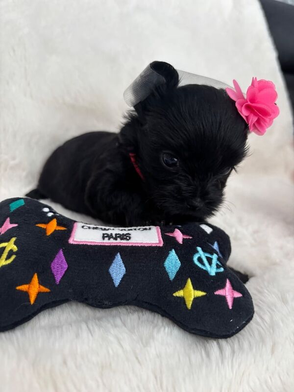 Yorkshire Terrier puppies for sale in Watford, Hertfordshire – 6 weeks old - Image 2 of 3