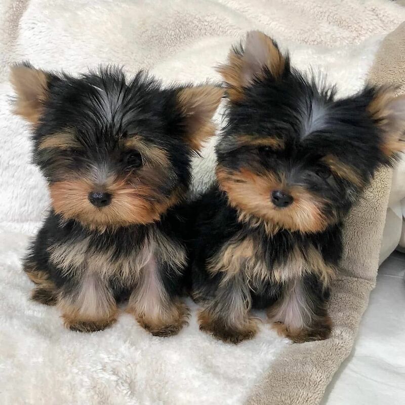 Yorkies For Sale in London, City of London, Greater London
