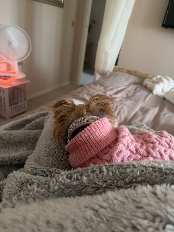 Teacup puppies - Image 2 of 3