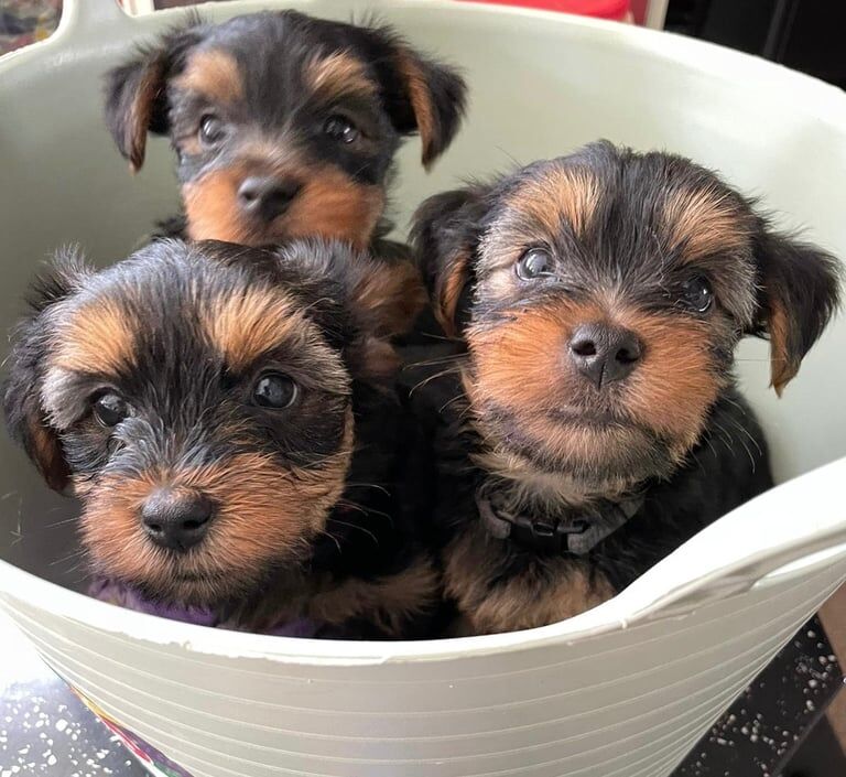 Yorkshire Terrier puppies for sale in Southampton, Hampshire – 6 weeks old
