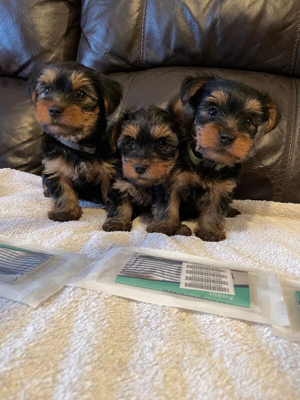Yorkshire Terrier puppies for sale in Southampton, Hampshire – 6 weeks old - Image 2 of 3