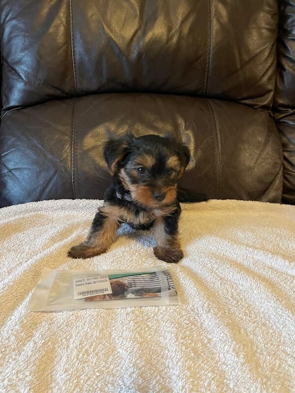 Yorkshire Terrier puppies for sale in Southampton, Hampshire – 6 weeks old - Image 3 of 3