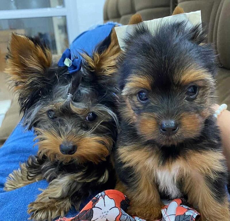 Teacups Yorkshire Terrier Puppies Ready Now for sale in London, City of London, Greater London