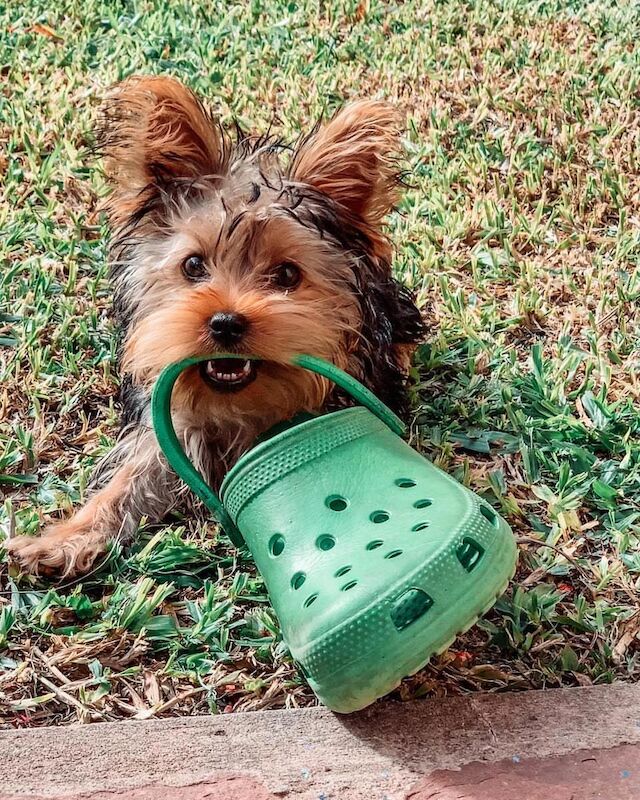 Teacups Yorkshire Terrier Puppies Ready Now for sale in London, City of London, Greater London | Image 4