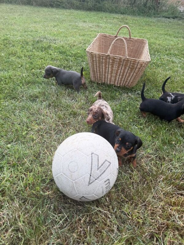 Terrier/dachshund
