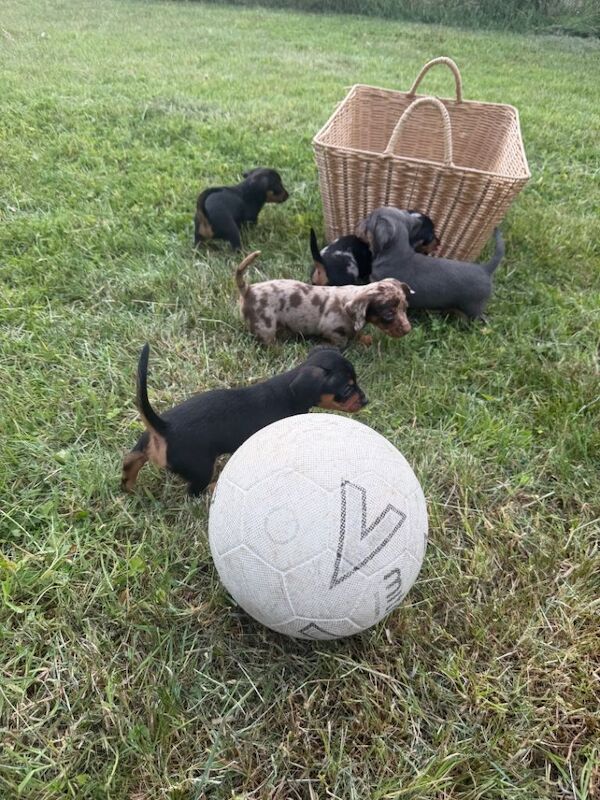 Terrier/dachshund - Image 2 of 6