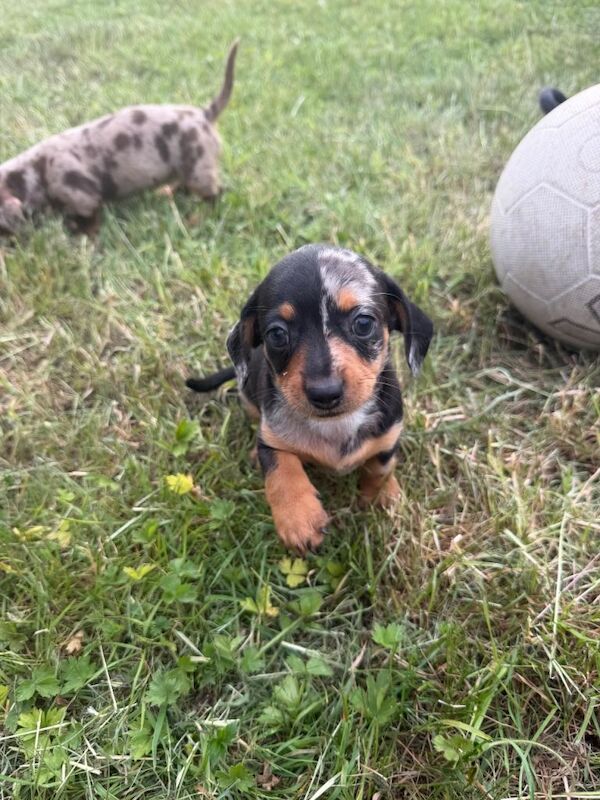 Terrier/dachshund - Image 3 of 6