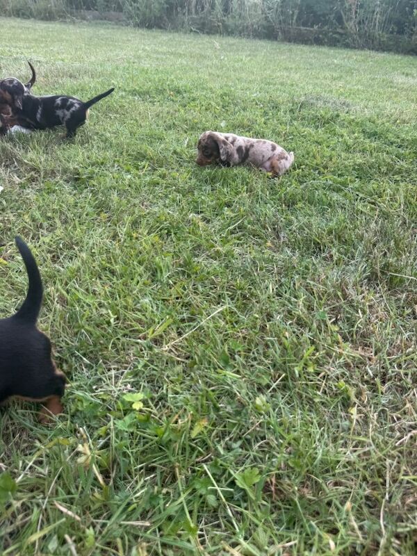 Terrier/dachshund - Image 4 of 6