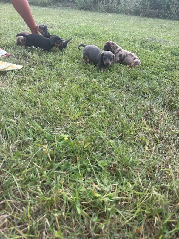 Terrier/dachshund - Image 5 of 6