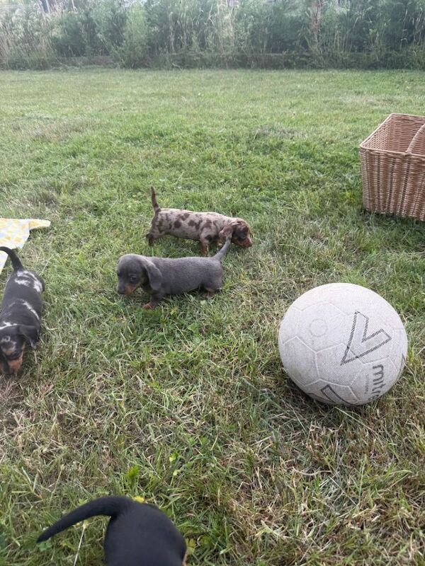 Terrier/dachshund - Image 6 of 6