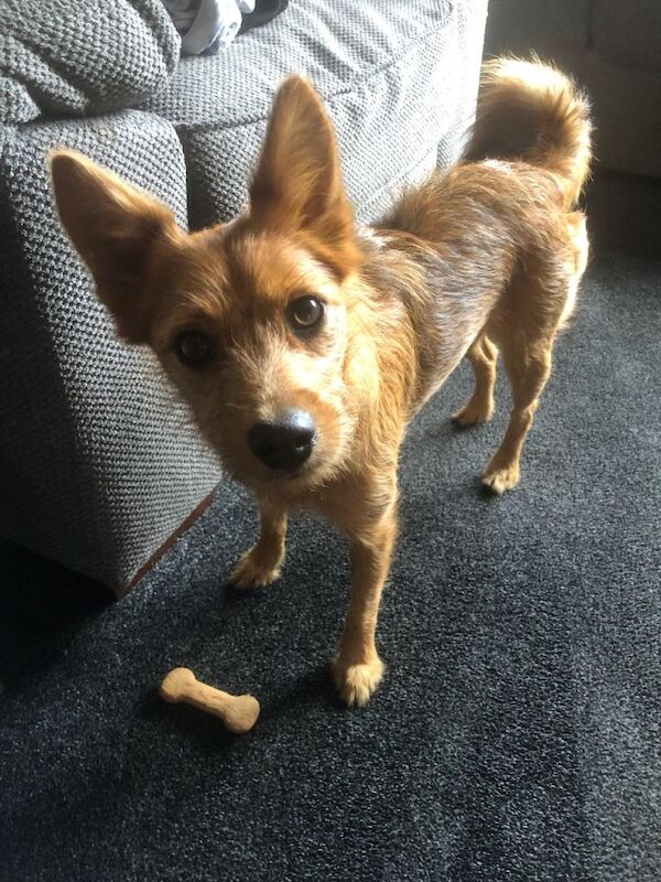 Yorkshire Terrier puppies for sale in Norwich, Norfolk – 1 year old - Image 2 of 5