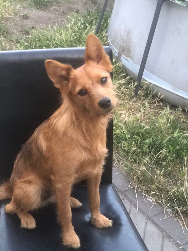 Yorkshire Terrier puppies for sale in Norwich, Norfolk – 1 year old - Image 3 of 5