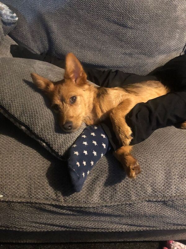 Yorkshire Terrier puppies for sale in Norwich, Norfolk – 1 year old - Image 4 of 5