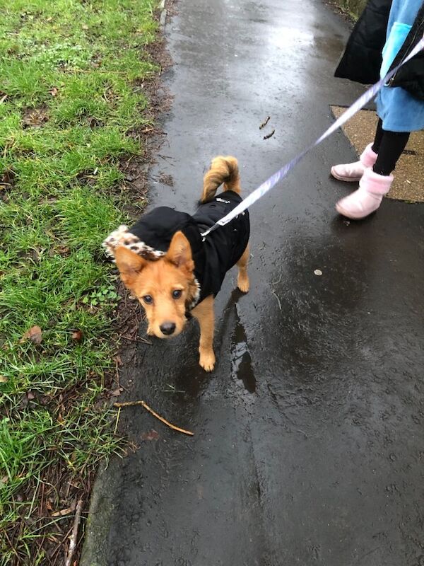 Yorkshire Terrier puppies for sale in Norwich, Norfolk – 1 year old - Image 5 of 5