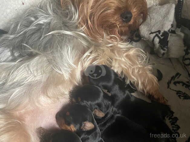 The most beautiful Yorkshire terrier puppies for sale in Merton, Merton, Greater London