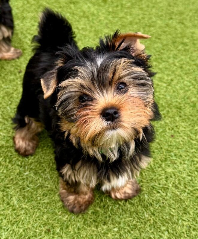 The most handsome Yorkshire terrier boys left for sale in Mitcham, Greater London