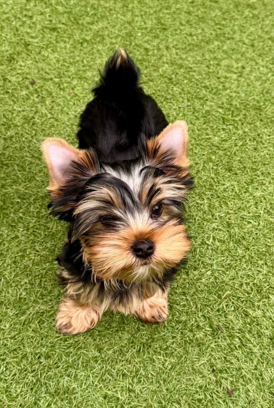 The most handsome Yorkshire terrier boys left for sale in Mitcham, Greater London - Image 2