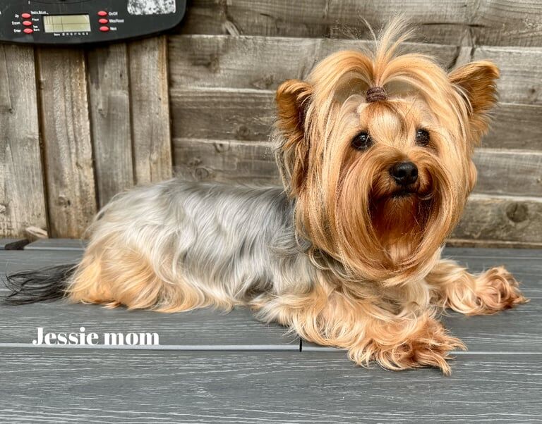 The most handsome Yorkshire terrier boys left for sale in Mitcham, Greater London - Image 3