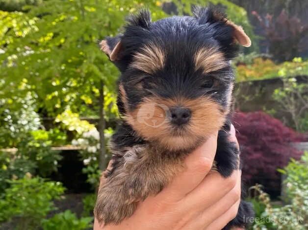 Three beautiful & Kc Registered Yorkshire Terrier Puppies for sale in Manchester, Greater Manchester - Image 1