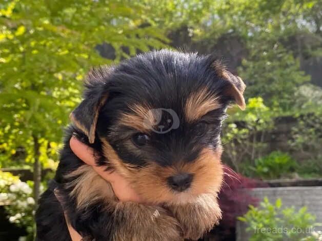 Three beautiful & Kc Registered Yorkshire Terrier Puppies for sale in Manchester, Greater Manchester - Image 2