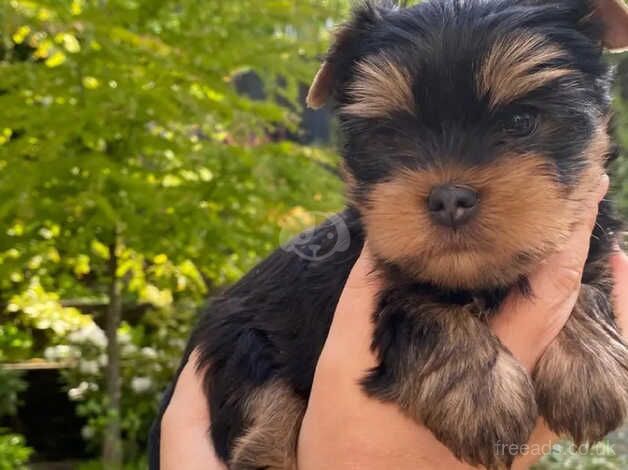 Three beautiful & Kc Registered Yorkshire Terrier Puppies for sale in Manchester, Greater Manchester - Image 3
