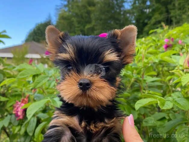 Three beautiful & Kc Registered Yorkshire Terrier Puppies for sale in Manchester, Greater Manchester - Image 4