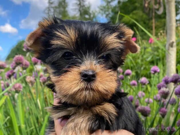 Three beautiful & Kc Registered Yorkshire Terrier Puppies for sale in Manchester, Greater Manchester - Image 5