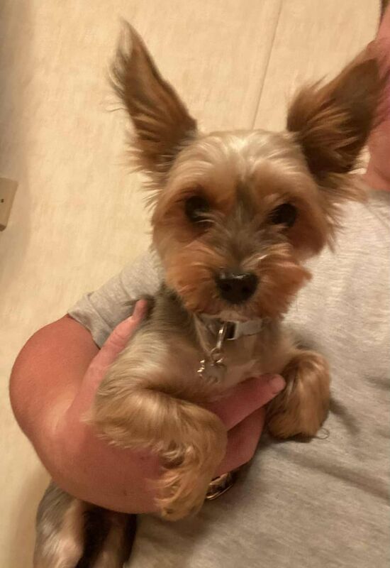 Yorkshire Terrier puppies for sale in Dudley, West Midlands – 1 year old