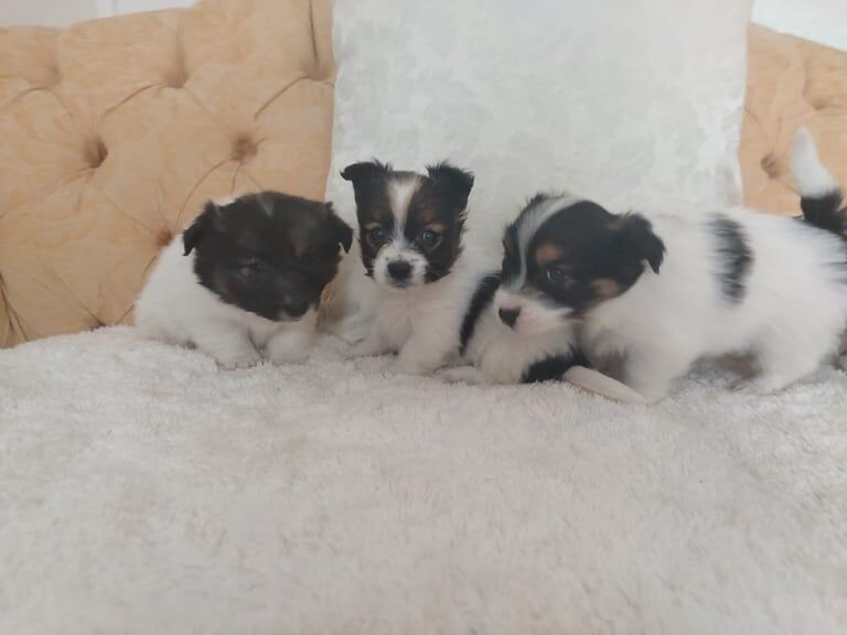 Tiny biewer terrier puppies for sale in Alfreton, Derbyshire