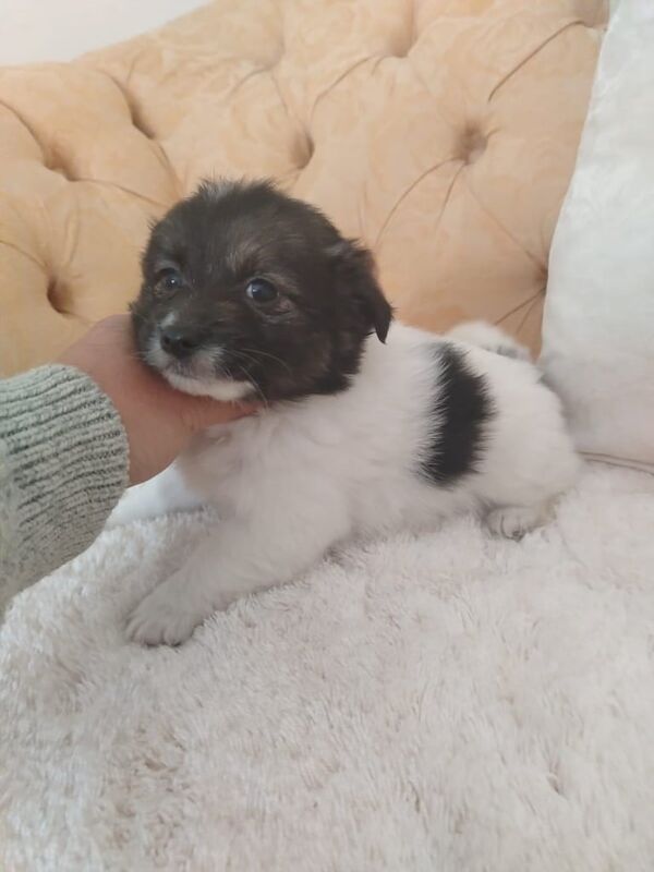 Yorkshire Terrier puppies for sale in Alfreton, Derbyshire – 9 months old - Image 3 of 3