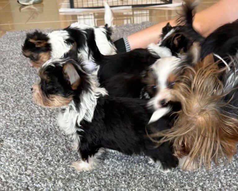 Yorkshire Terrier puppies for sale in Dungannon, County Tyrone – 8 weeks old