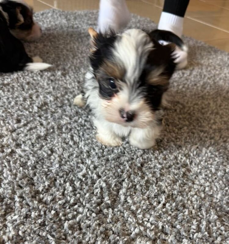 Yorkshire Terrier puppies for sale in Dungannon, County Tyrone – 8 weeks old - Image 2 of 3
