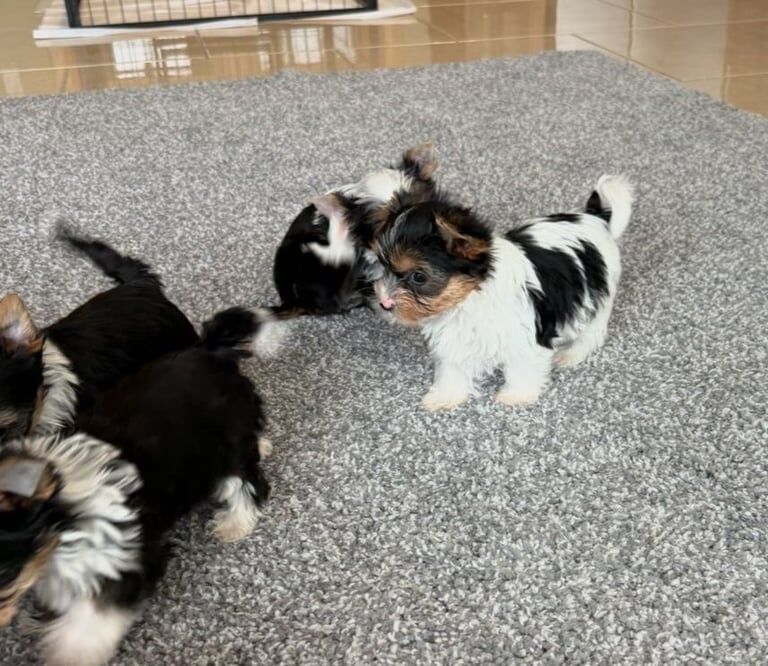 Yorkshire Terrier puppies for sale in Dungannon, County Tyrone – 8 weeks old - Image 3 of 3
