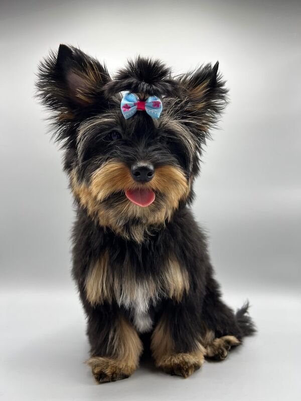 Yorkshire Terrier puppies for sale in Coventry, West Midlands – 4 months old