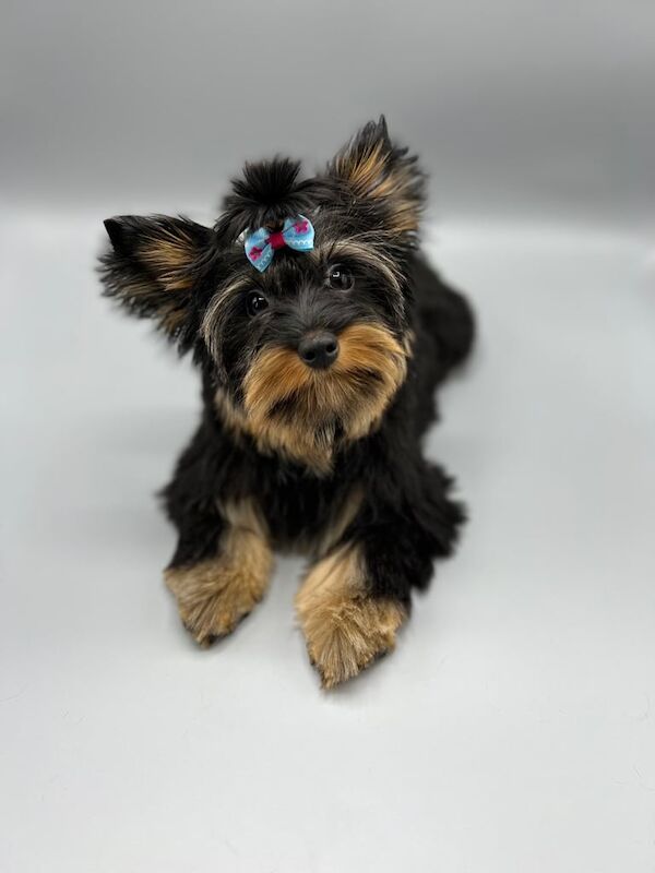 Yorkshire Terrier puppies for sale in Coventry, West Midlands – 4 months old - Image 2 of 3