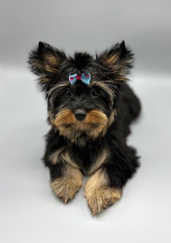 Yorkshire Terrier puppies for sale in Coventry, West Midlands – 4 months old - Image 3 of 3