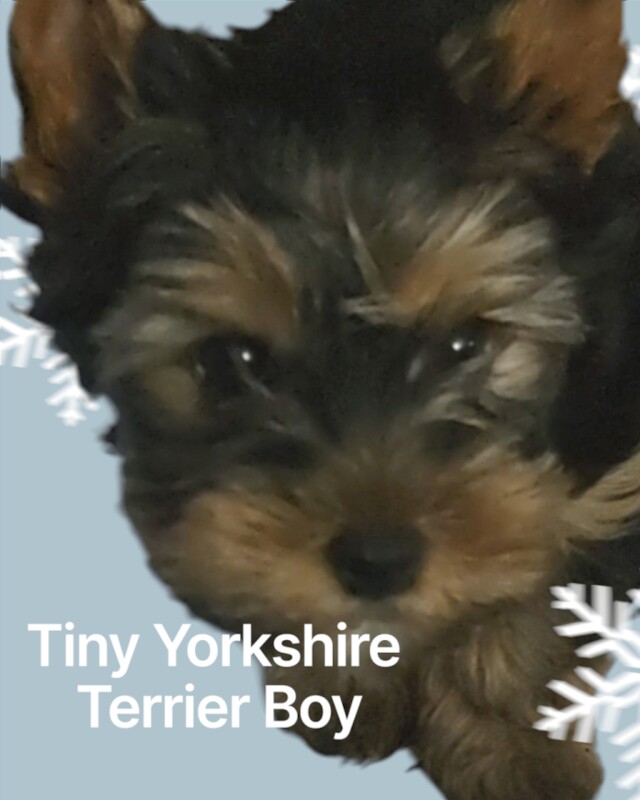 Yorkshire Terrier puppies for sale in Bradford, West Yorkshire – 3 months old - Image 2 of 5