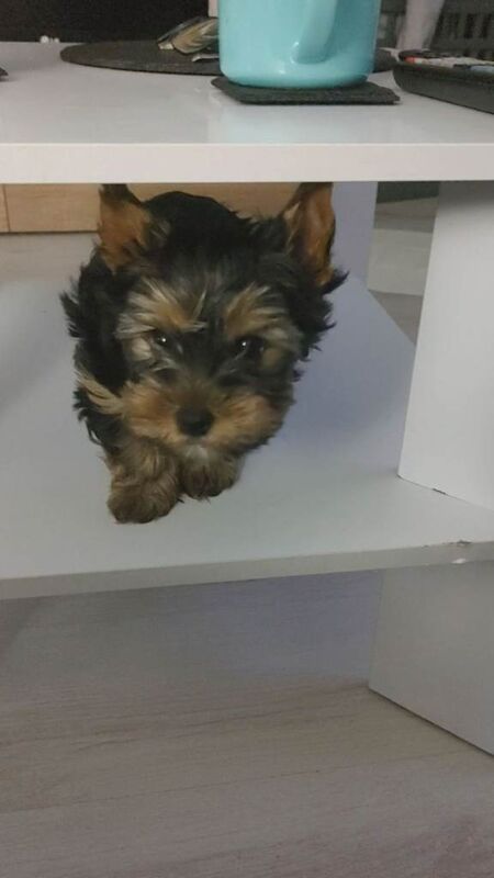 Yorkshire Terrier puppies for sale in Bradford, West Yorkshire – 3 months old - Image 3 of 5