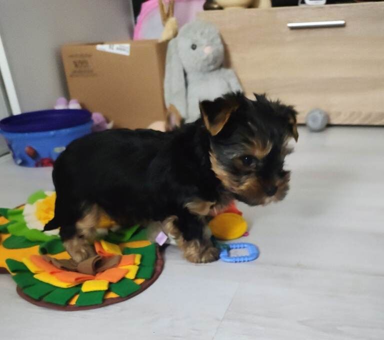Yorkshire Terrier puppies for sale in Bradford, West Yorkshire – 3 months old - Image 5 of 5