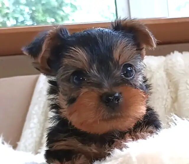 Yorkshire Terrier puppies for sale in London – KC registered, 12 weeks old