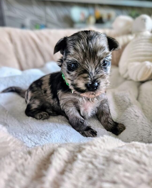 Tiny Yorkshire Terrier puppies - Merle & Black - Ready soon ✨️ for sale in Belfast, County Antrim