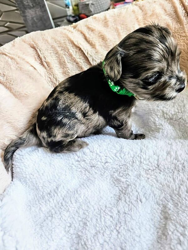 Tiny Yorkshire Terrier puppies - Merle & Black - Ready soon ✨️ for sale in Belfast, County Antrim | Image 2