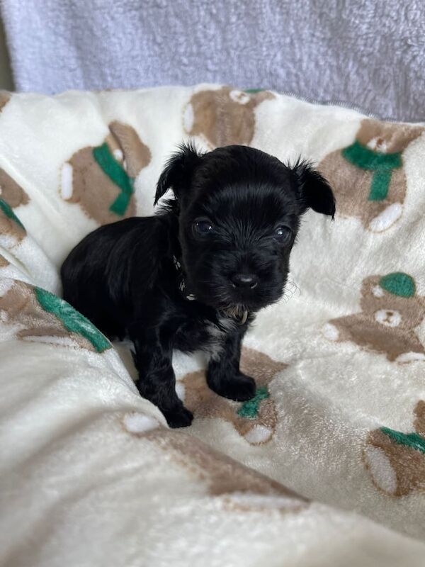 Tiny Yorkshire Terrier puppies - Merle & Black - Ready soon ✨️ for sale in Belfast, County Antrim | Image 3