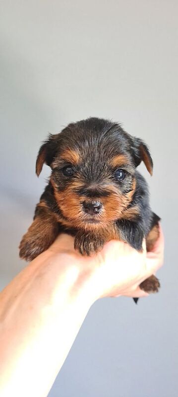 Toy Yorkshire Puppies for sale in Cupar, Fife