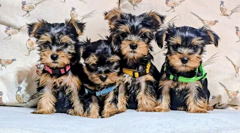 Traditional small type yorkshire terrier puppies - Image 5 of 15
