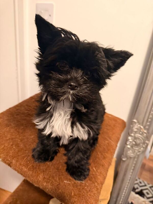 two adorable puppies for sale. ️ - Image 3 of 6