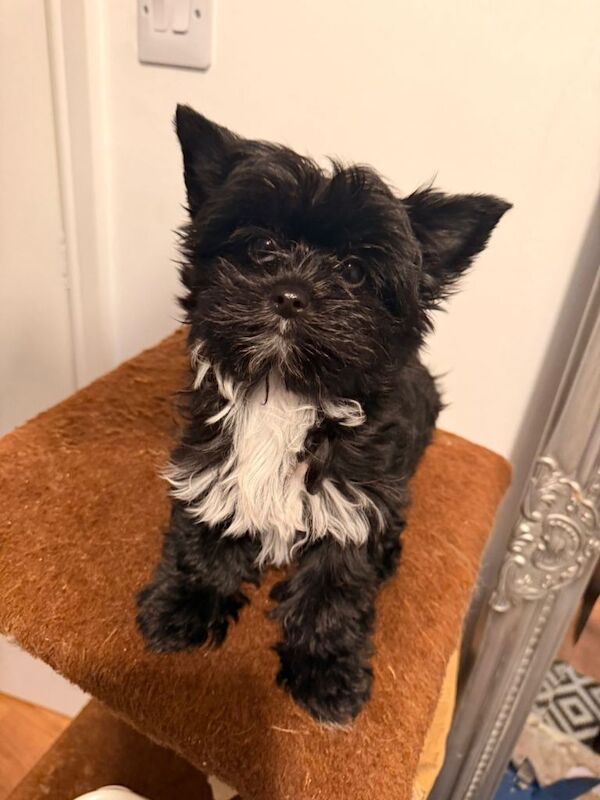 two adorable puppies for sale. ️ - Image 4 of 6