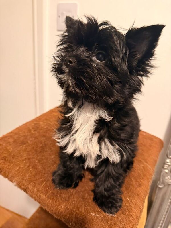 two adorable puppies for sale. ️ - Image 5 of 6