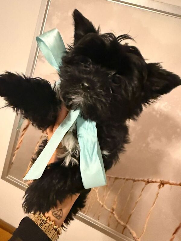 two adorable puppies for sale. ️ - Image 6 of 6