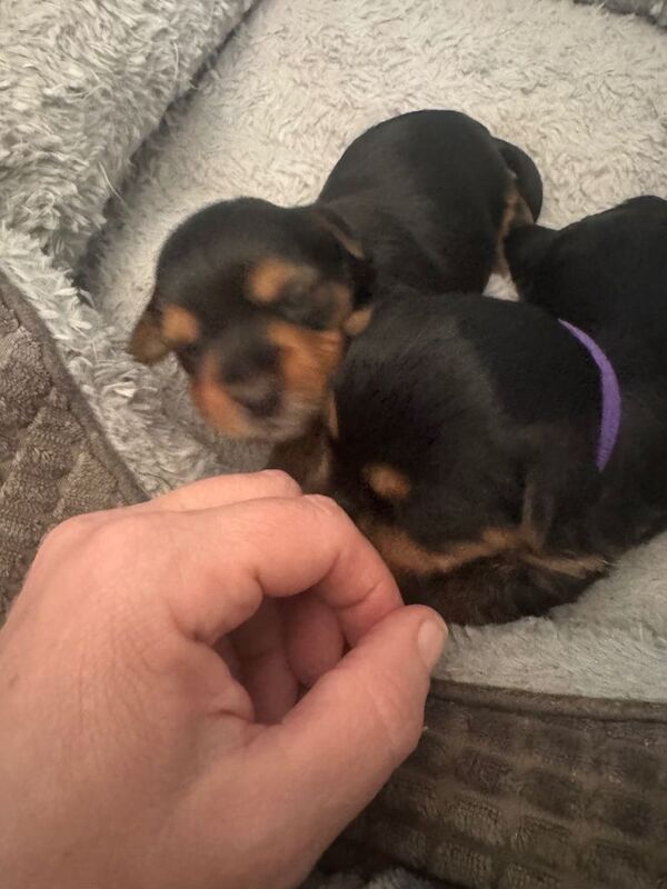 Two beautiful Yorkshire terrier puppies